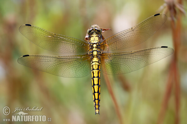 Großer Blaupfeil (Orthetrum cancellatum)