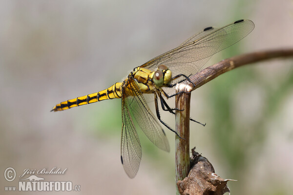 Großer Blaupfeil (Orthetrum cancellatum)