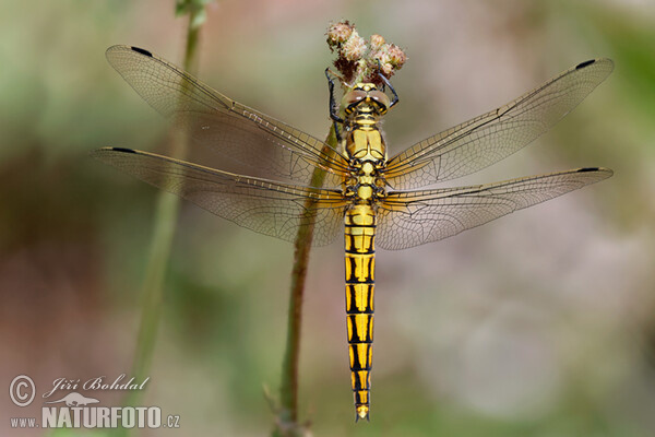 Großer Blaupfeil (Orthetrum cancellatum)