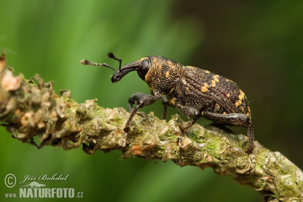 Großer brauner Rüsselkäfer (Hylobitus abietis)