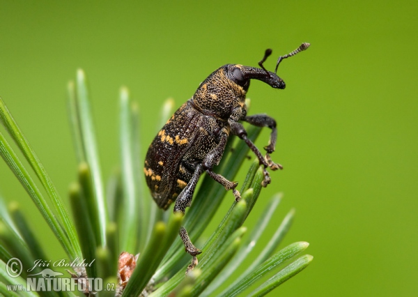 Großer brauner Rüsselkäfer (Hylobitus abietis)