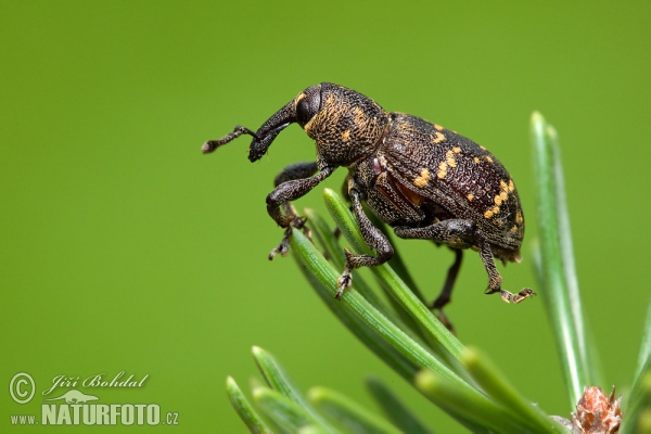 Großer brauner Rüsselkäfer (Hylobitus abietis)