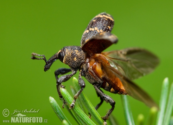 Großer brauner Rüsselkäfer (Hylobitus abietis)