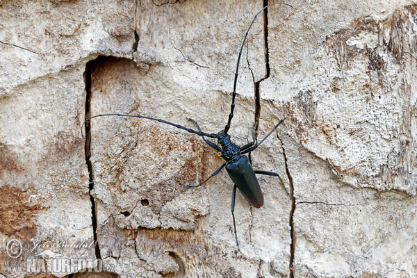 Großer Eichenbock (Cerambyx cerdo)