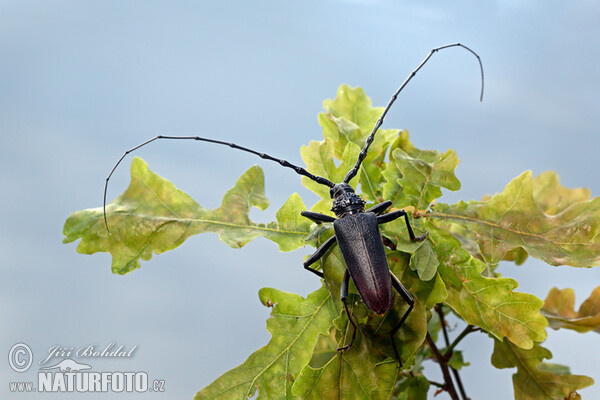 Großer Eichenbock (Cerambyx cerdo)