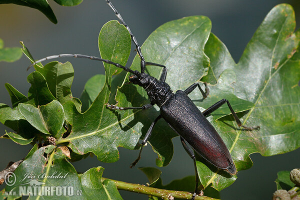 Großer Eichenbock (Cerambyx cerdo)