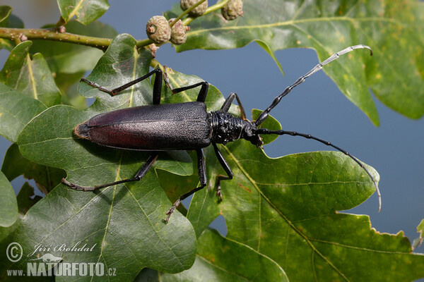 Großer Eichenbock (Cerambyx cerdo)