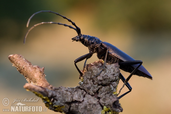 Großer Eichenbock (Cerambyx cerdo)