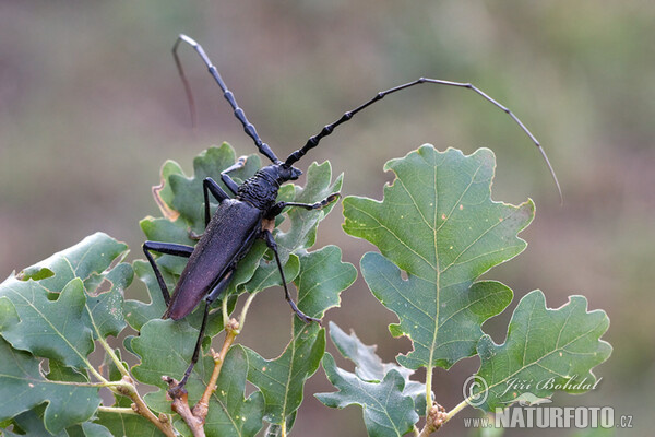 Großer Eichenbock (Cerambyx cerdo)