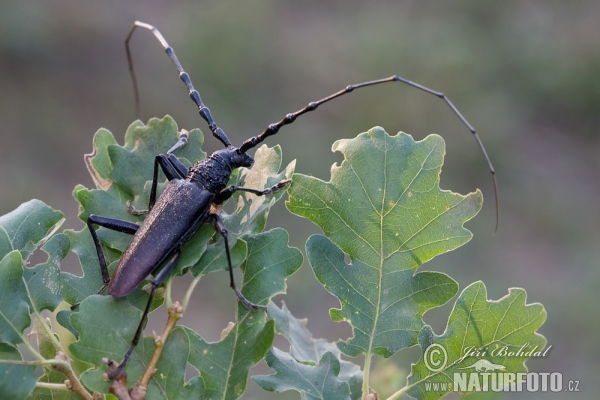 Großer Eichenbock (Cerambyx cerdo)