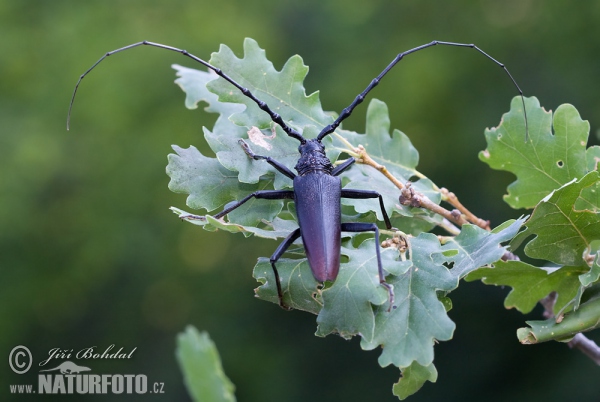 Großer Eichenbock (Cerambyx cerdo)