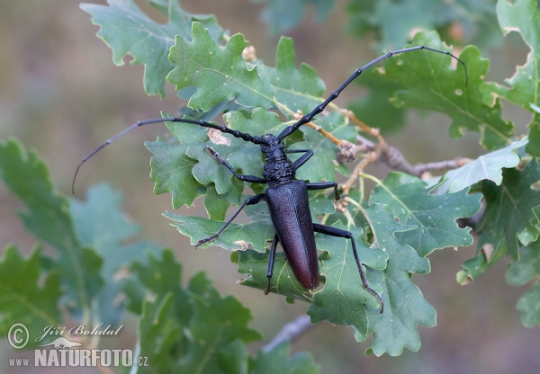 Großer Eichenbock (Cerambyx cerdo)