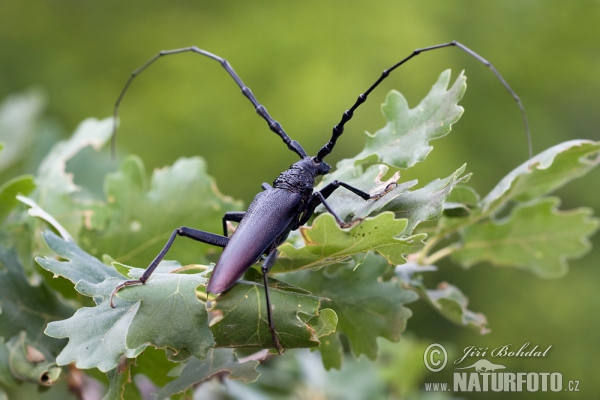 Großer Eichenbock (Cerambyx cerdo)