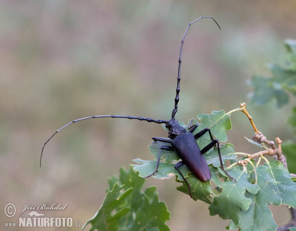 Großer Eichenbock (Cerambyx cerdo)