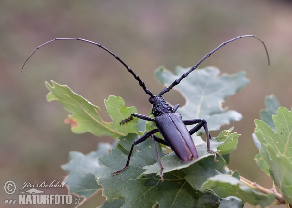 Großer Eichenbock (Cerambyx cerdo)