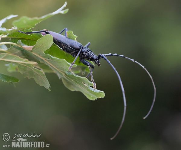 Großer Eichenbock (Cerambyx cerdo)