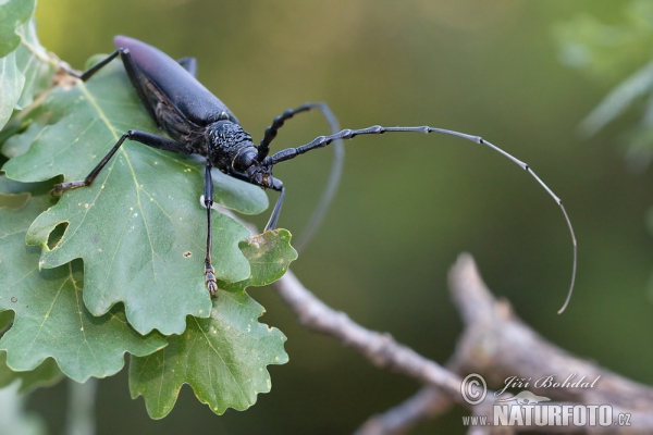 Großer Eichenbock (Cerambyx cerdo)