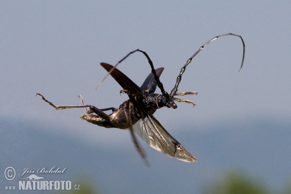 Großer Eichenbock (Cerambyx cerdo)