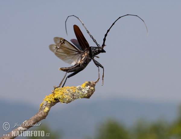 Großer Eichenbock (Cerambyx cerdo)