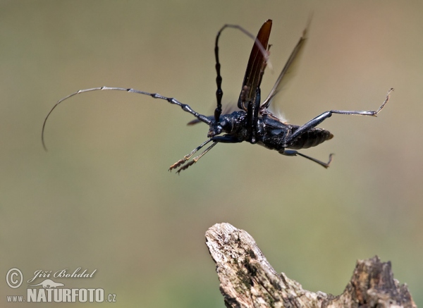 Großer Eichenbock (Cerambyx cerdo)