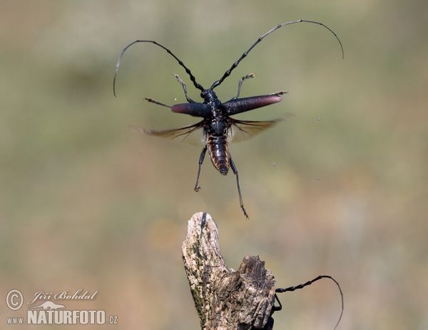 Großer Eichenbock (Cerambyx cerdo)