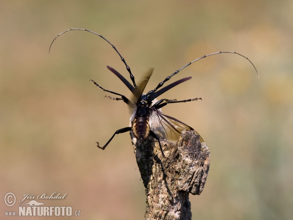 Großer Eichenbock (Cerambyx cerdo)