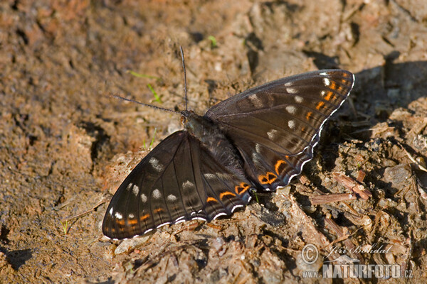 Grosser Eisvogel (Limenitis populi)