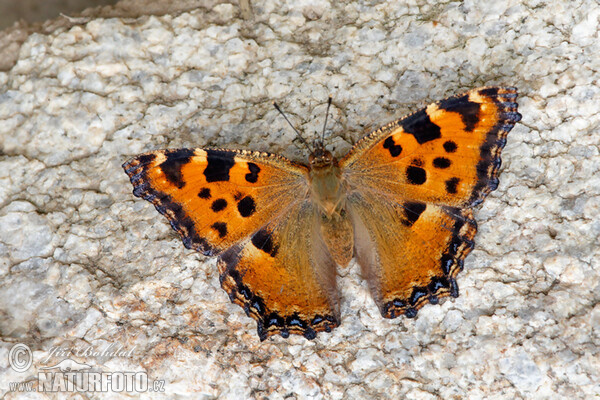 Großer Fuchs (Nymphalis polychloros)