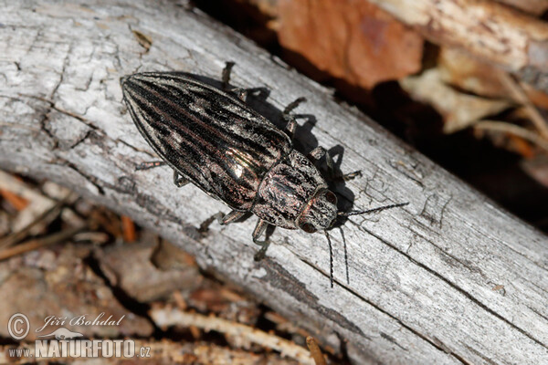 Großer Kiefernprachtkäfer (Chalcophora mariana)