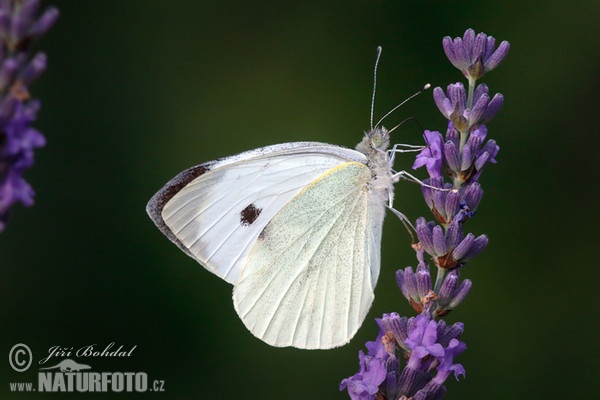 Großer Kohlweißling (Pieris brassicae)