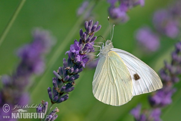 Großer Kohlweißling (Pieris brassicae)