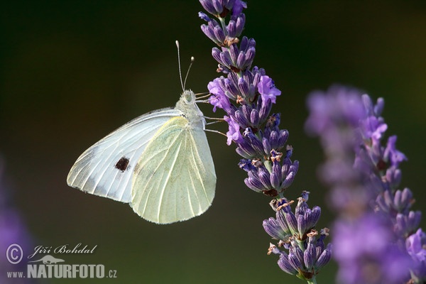 Großer Kohlweißling (Pieris brassicae)