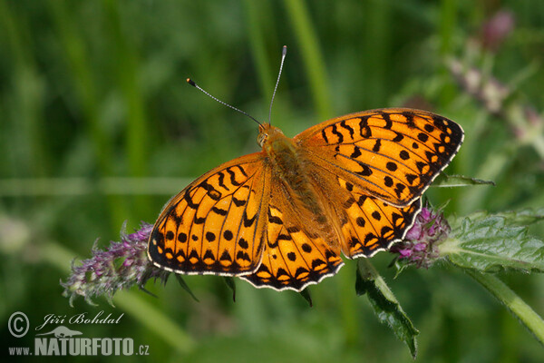 Großer Perlmutterfalter (Argynnis aglaja)