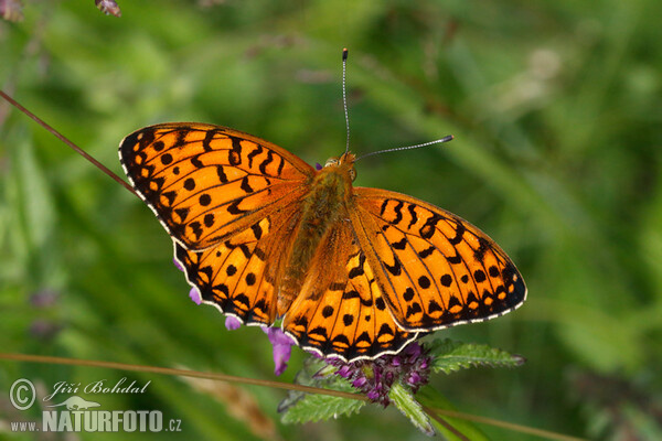 Großer Perlmutterfalter (Argynnis aglaja)