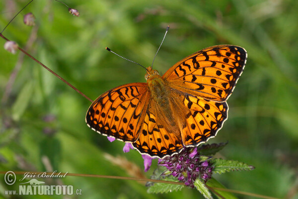 Großer Perlmutterfalter (Argynnis aglaja)