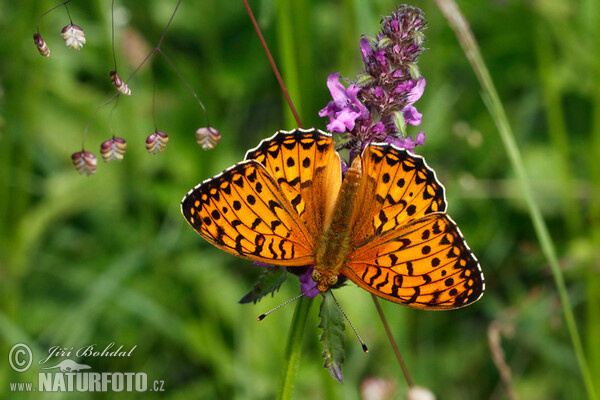 Großer Perlmutterfalter (Argynnis aglaja)