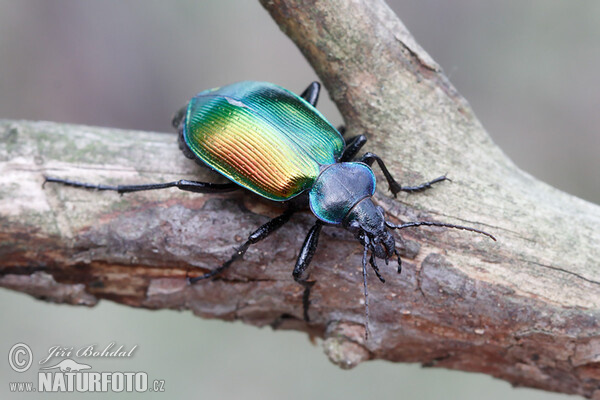 Großer Puppenräuber (Calosoma sycophanta)