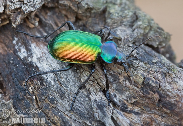 Großer Puppenräuber (Calosoma sycophanta)