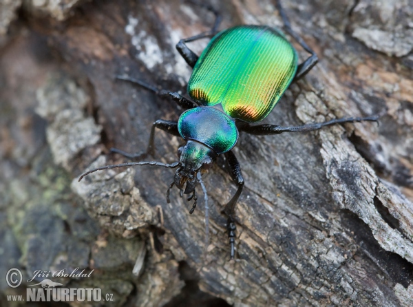 Großer Puppenräuber (Calosoma sycophanta)