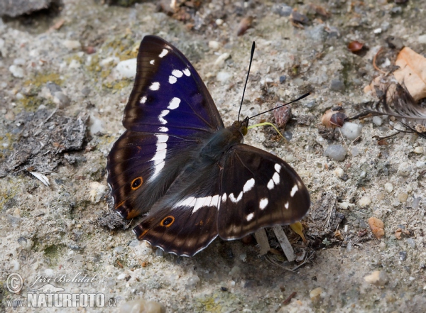 Grosser Schillerfalter (Apatura iris)