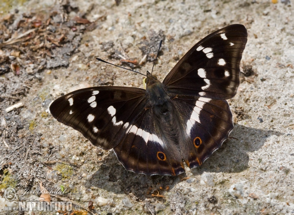 Grosser Schillerfalter (Apatura iris)