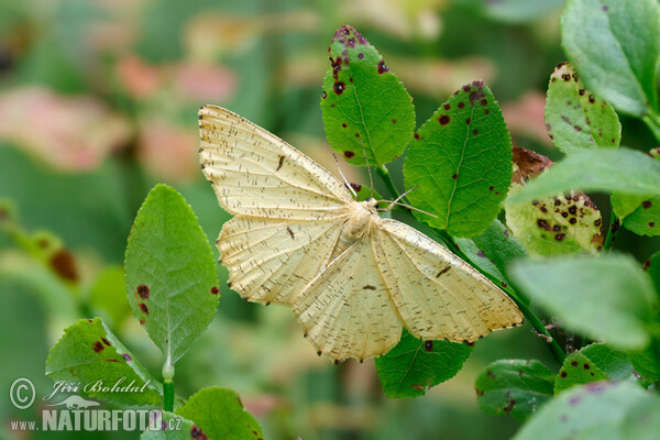 Großer Schlehenspanner (Augerona prunaria)