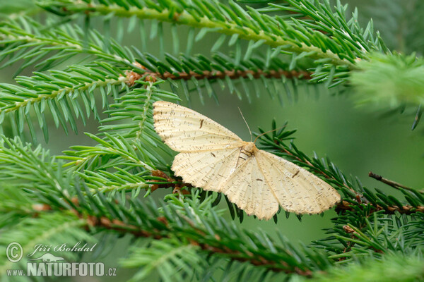 Großer Schlehenspanner (Augerona prunaria)