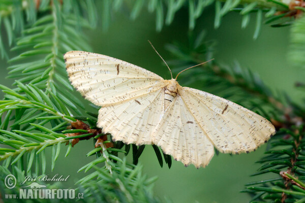 Großer Schlehenspanner (Augerona prunaria)