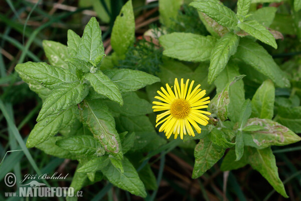 Großes Flohkraut (Pulicaria dysenterica)