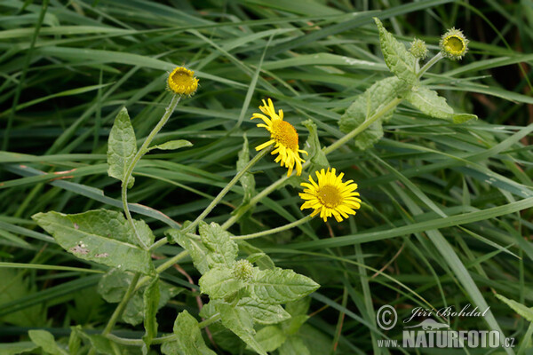 Großes Flohkraut (Pulicaria dysenterica)