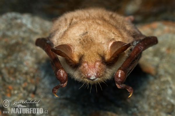 Großes Mausohr (Myotis myotis)