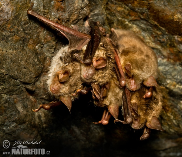 Großes Mausohr (Myotis myotis)