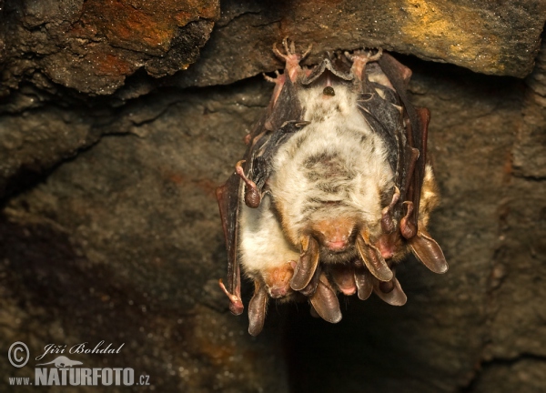 Großes Mausohr (Myotis myotis)