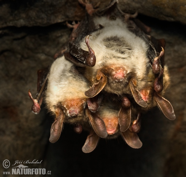 Großes Mausohr (Myotis myotis)